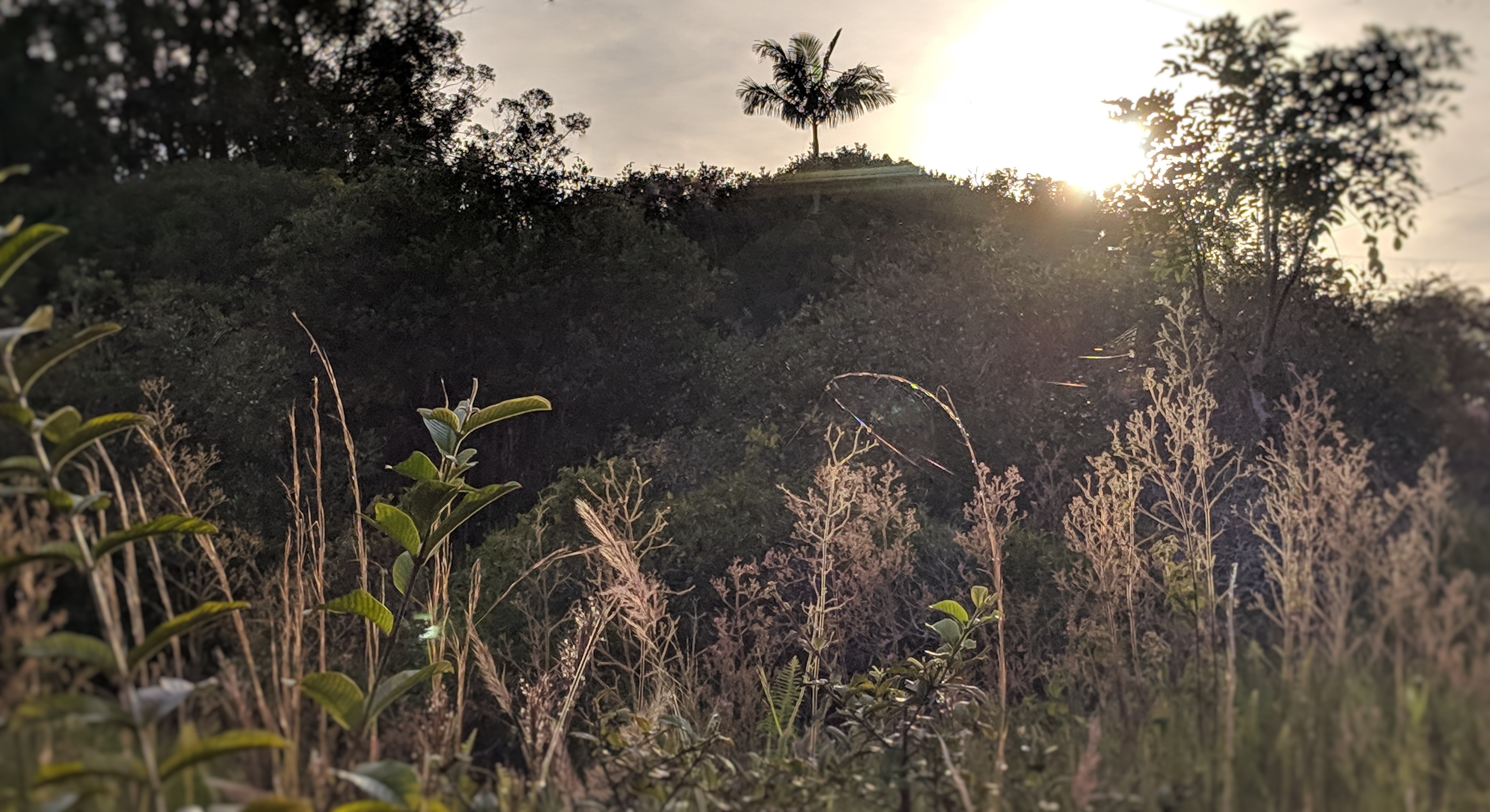 Sunset_Growth_Wide